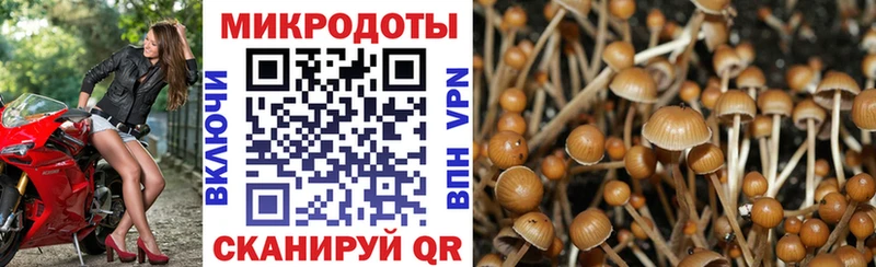 Псилоцибиновые грибы Psilocybe  Чухлома 